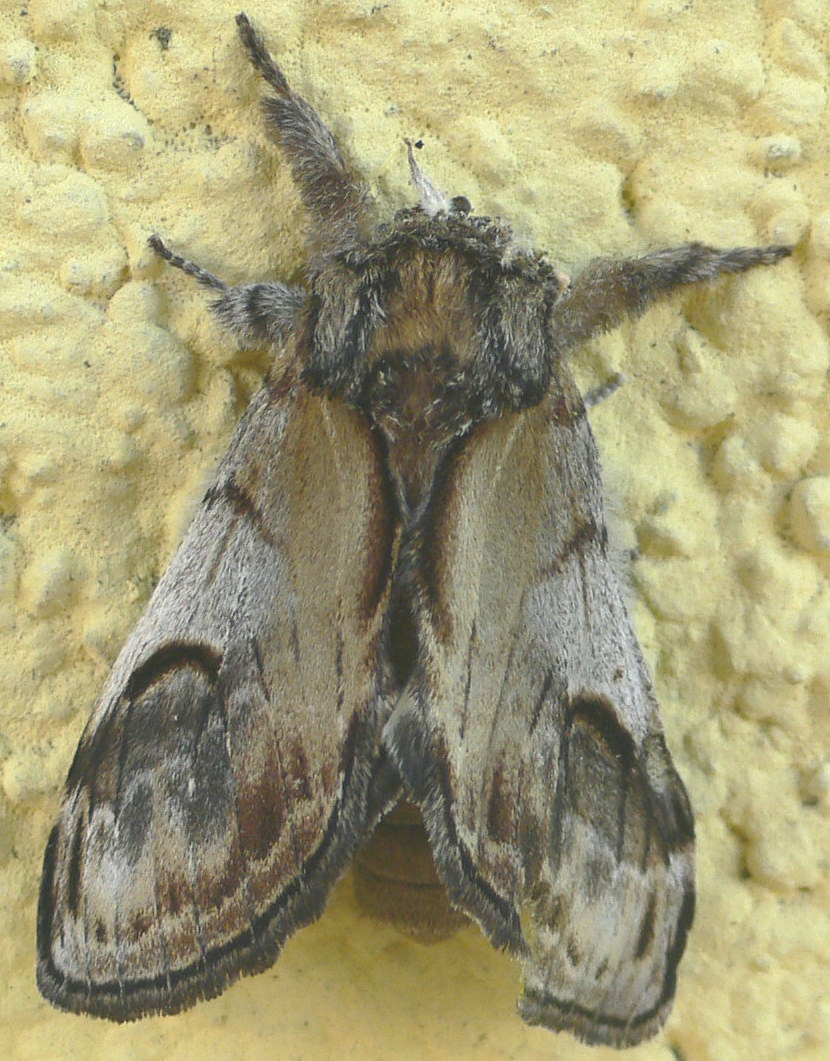 Id. falena - Notodonta ziczac